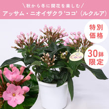 画像をギャラリービューアに読み込む, 【限定30鉢】アッサム・ニオイザクラ 'ココ'(ルクルア) 5号 ※予約商品:12/7まで 出荷予定:12/12