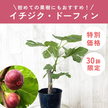 画像をギャラリービューアに読み込む, 【限定30鉢】イチジク・ドーフィン 3.5号 ※出荷予定:6/27