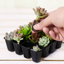 画像をギャラリービューアに読み込む, 多肉植物 1号 ケース売り プラグ苗 16個入りセット(4×4)