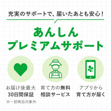 画像をギャラリービューアに読み込む, シュロチク 8号 シンプルな鉢カバーセット