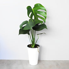 画像をギャラリービューアに読み込む, モンステラ・アダンソニー 4号 室内におすすめ 初心者向き