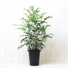 画像をギャラリービューアに読み込む, シルクジャスミン (月橘・ゲッキツ) 6号 リビング インテリア ギフトにおすすめ