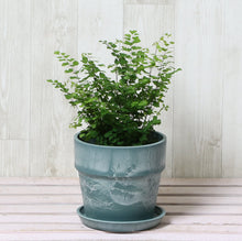 画像をギャラリービューアに読み込む, アジアンタム・フリッツルーシー 4号 アーバンプランツポットセット