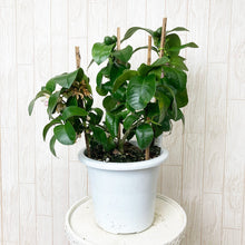 画像をギャラリービューアに読み込む, 【予約商品:5/17発送分】レモンの木 ビラ・フランカ(ヴィラフランカ) 6号