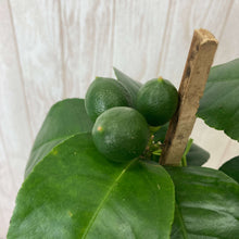 画像をギャラリービューアに読み込む, 【予約商品:5/17発送分】レモンの木 ビラ・フランカ(ヴィラフランカ) 6号