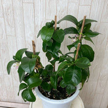 画像をギャラリービューアに読み込む, 【予約商品:5/17発送分】レモンの木 ビラ・フランカ(ヴィラフランカ) 6号