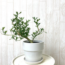 画像をギャラリービューアに読み込む, 【おしゃれな鉢カバーセット】カポック(シェフレラ)・トライアンギュラリス 4号 アーバンプランツポット