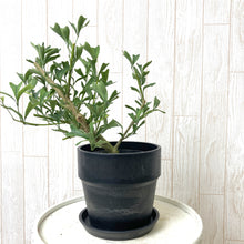 画像をギャラリービューアに読み込む, 【おしゃれな鉢カバーセット】カポック(シェフレラ)・トライアンギュラリス 4号 アーバンプランツポット