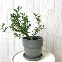 画像をギャラリービューアに読み込む, 【おしゃれな鉢カバーセット】カポック(シェフレラ)・トライアンギュラリス 4号 アーバンプランツポット