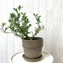 画像をギャラリービューアに読み込む, 【おしゃれな鉢カバーセット】カポック(シェフレラ)・トライアンギュラリス 4号 アーバンプランツポット