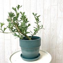 画像をギャラリービューアに読み込む, 【おしゃれな鉢カバーセット】カポック(シェフレラ)・トライアンギュラリス 4号 アーバンプランツポット