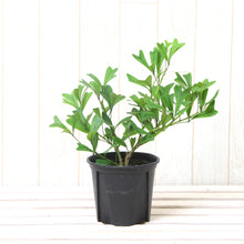 画像をギャラリービューアに読み込む, 【おしゃれな鉢カバーセット】カポック(シェフレラ)・トライアンギュラリス 4号 アーバンプランツポット