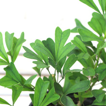 画像をギャラリービューアに読み込む, 【おしゃれな鉢カバーセット】カポック(シェフレラ)・トライアンギュラリス 4号 アーバンプランツポット