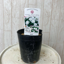 画像をギャラリービューアに読み込む, 【予約販売:3/22発送】エンレイソウ・フロレプレノ 3.5号