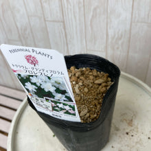 画像をギャラリービューアに読み込む, 【予約販売:3/22発送】エンレイソウ・フロレプレノ 3.5号