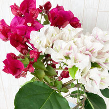 画像をギャラリービューアに読み込む, 【予約商品:4/21発送分】ブーゲンビレア(チョコレートパフェ) 1鉢