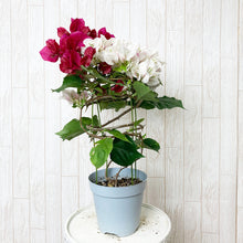 画像をギャラリービューアに読み込む, 【予約商品:4/21発送分】ブーゲンビレア(チョコレートパフェ) 1鉢