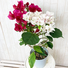 画像をギャラリービューアに読み込む, 【予約商品:4/21発送分】ブーゲンビレア(チョコレートパフェ) 1鉢