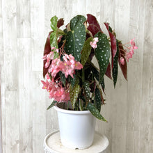 画像をギャラリービューアに読み込む, 【販売期間:6月18日まで】木立ちベゴニア ナガレボシ 6号 1鉢