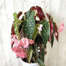 画像をギャラリービューアに読み込む, 【販売期間:6月18日まで】木立ちベゴニア ナガレボシ 6号 1鉢