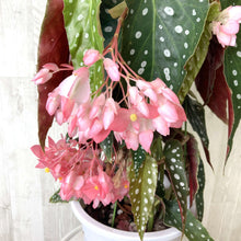 画像をギャラリービューアに読み込む, 【販売期間:6月18日まで】木立ちベゴニア ナガレボシ 6号 1鉢