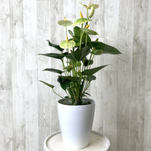 画像をギャラリービューアに読み込む, 【販売期間:6月25日まで】アンスリウム・バニラ 6号 1鉢