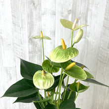 画像をギャラリービューアに読み込む, 【販売期間:6月25日まで】アンスリウム・バニラ 6号 1鉢