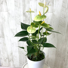 画像をギャラリービューアに読み込む, 【販売期間:6月25日まで】アンスリウム・バニラ 6号 1鉢
