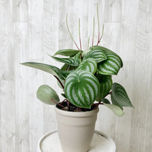 画像をギャラリービューアに読み込む, ペペロミア・サンデルシー(スイカペペ) 1鉢 5号