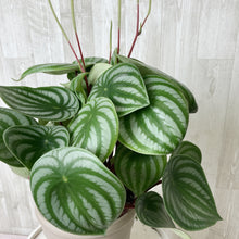 画像をギャラリービューアに読み込む, ペペロミア・サンデルシー(スイカペペ) 1鉢 5号