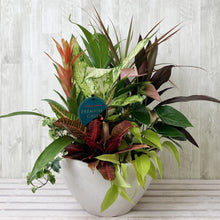 画像をギャラリービューアに読み込む, 【Enjoy!Greentime】観葉植物の寄せ植え 10号