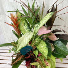 画像をギャラリービューアに読み込む, 【Enjoy!Greentime】観葉植物の寄せ植え 10号