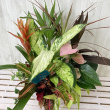 画像をギャラリービューアに読み込む, 【Enjoy!Greentime】観葉植物の寄せ植え 10号