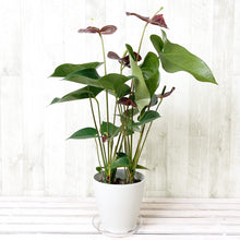 画像をギャラリービューアに読み込む, 【販売期間:7月16日まで】アンスリウム センプレ 5号