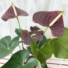 画像をギャラリービューアに読み込む, 【販売期間:7月16日まで】アンスリウム センプレ 5号