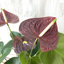 画像をギャラリービューアに読み込む, 【販売期間:7月16日まで】アンスリウム センプレ 5号