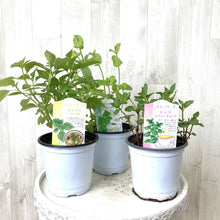 画像をギャラリービューアに読み込む, フルーツフレーバーハーブ 3.5号 3鉢セット【クール便でお届け】