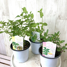 画像をギャラリービューアに読み込む, フルーツフレーバーハーブ 3.5号 3鉢セット【クール便でお届け】