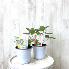 画像をギャラリービューアに読み込む, フルーツフレーバーハーブ 3.5号 3鉢セット【クール便でお届け】