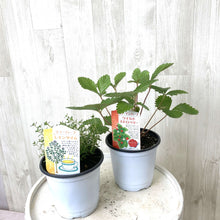 画像をギャラリービューアに読み込む, フルーツフレーバーハーブ 3.5号 3鉢セット【クール便でお届け】
