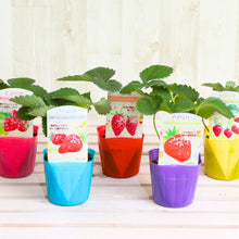 画像をギャラリービューアに読み込む, 【予約商品:10/17発送】イチゴ苗 5品種セット (ポット苗)
