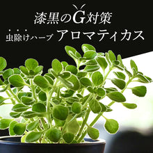 画像をギャラリービューアに読み込む, 【予約商品:3/29以降発送分】アロマティカス(キュウバンオレガノ) 5号 吊り鉢