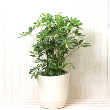 画像をギャラリービューアに読み込む, 斑入り カポック(シェフレラ) 7号 シンプル鉢カバーセット