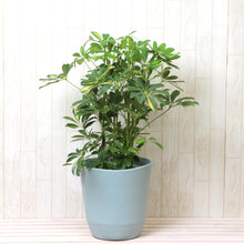 画像をギャラリービューアに読み込む, 斑入り カポック(シェフレラ) 7号 シンプル鉢カバーセット