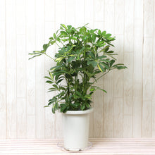 画像をギャラリービューアに読み込む, 斑入り カポック(シェフレラ) 7号 シンプル鉢カバーセット