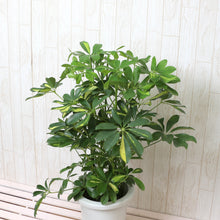 画像をギャラリービューアに読み込む, 斑入り カポック(シェフレラ) 7号 シンプル鉢カバーセット