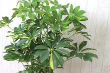 画像をギャラリービューアに読み込む, 斑入り カポック(シェフレラ) 7号 シンプル鉢カバーセット