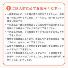 画像をギャラリービューアに読み込む, 【限定32セット】ビオラ・アイクルール 3号 3ポットセット ※予約商品:11/9まで 出荷予定:11/14