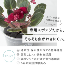 画像をギャラリービューアに読み込む, 【土を使わない花】テーブルプランツ (Table Plants) セントポーリア ※数量限定/予約商品