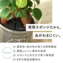 画像をギャラリービューアに読み込む, 【土を使わない観葉植物】テーブルプランツ(Table Plants)ガーデンベアカップ
